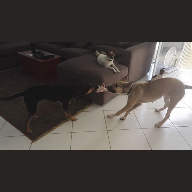 Photo of Molly ~ Mixed Breed (On Trial 8/7/2018)