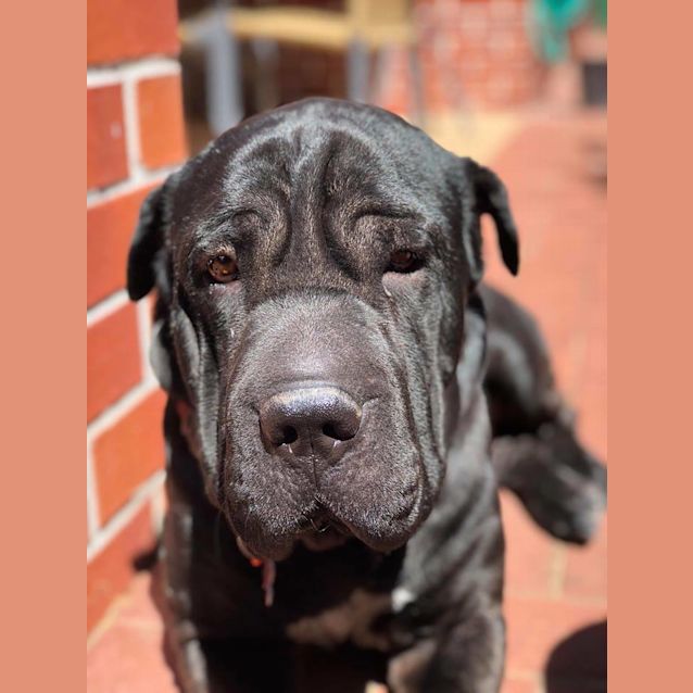 Photo of Gidget Dl1245