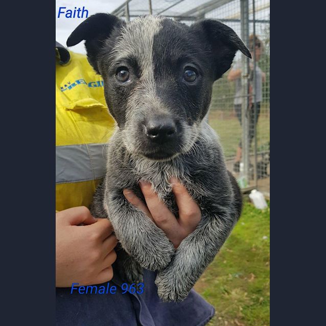 Photo of Faith