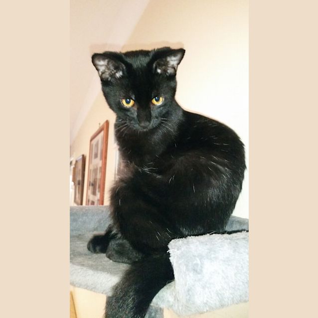 Photo of Desi (To Be Adopted With Lucy)