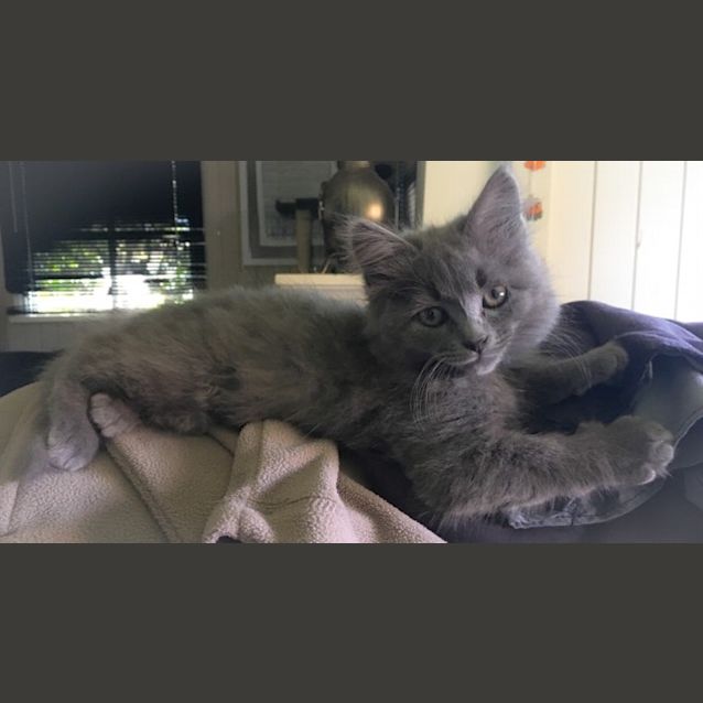 Photo of Rosie