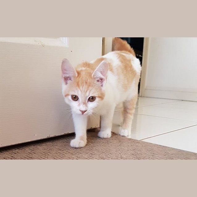 Photo of Peach