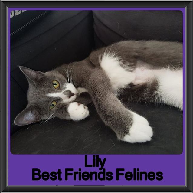 Photo of Lily