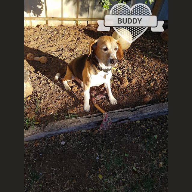 Photo of Buddy
