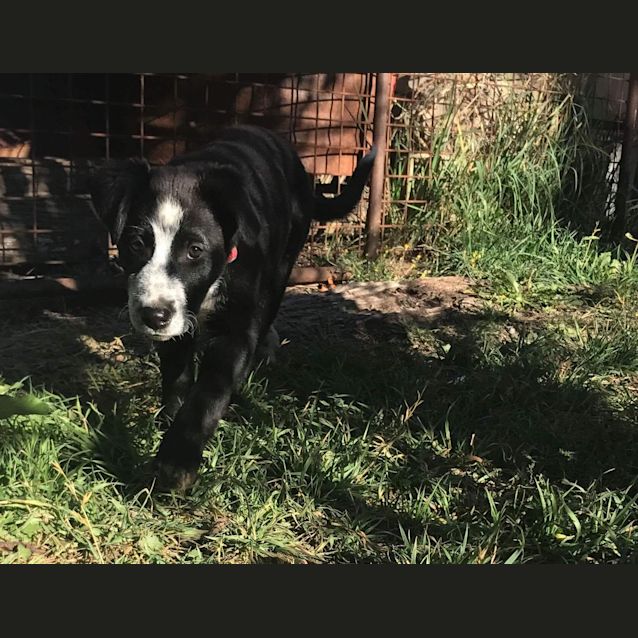 Photo of Bessie
