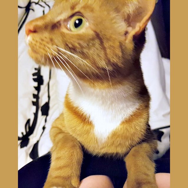 Photo of Flash & Vader