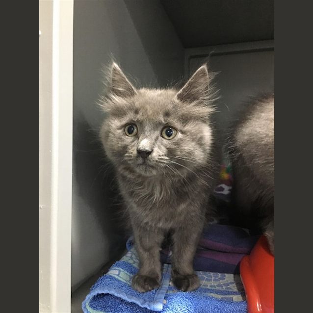 Photo of Indy (Now Peregrin)