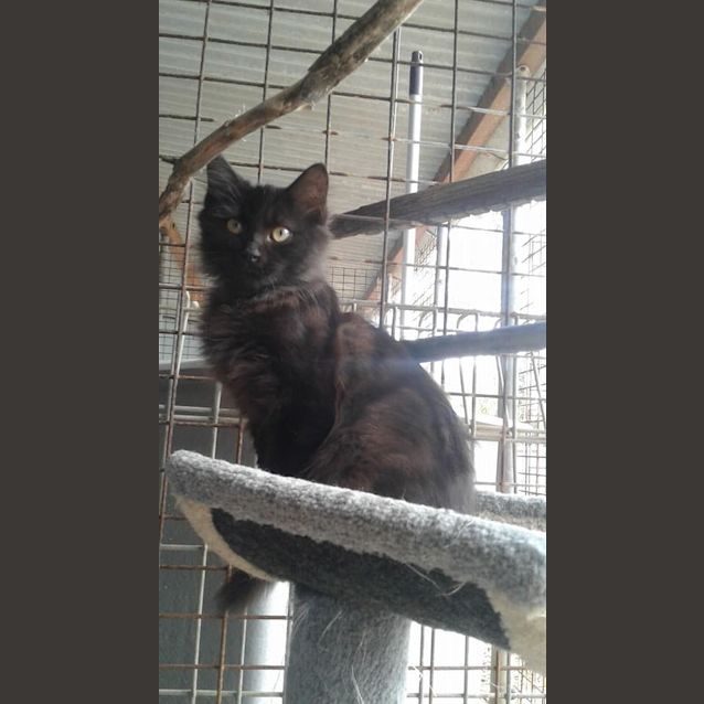 Photo of Tau   Meet Me At Pets Domain Corio This Sunday!