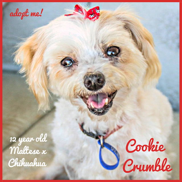 Photo of Cookie Crumble ~ Maltese X Chi (On Trial 16/6/18)