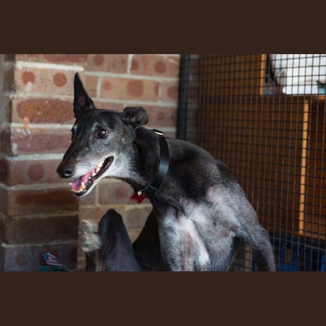Photo of Rufus (On Trial 27 May)