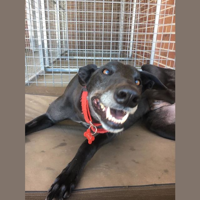 Photo of Jack (In Foster 13 May)