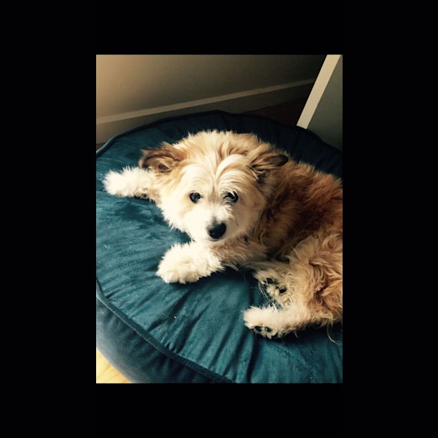 Photo of Poppy