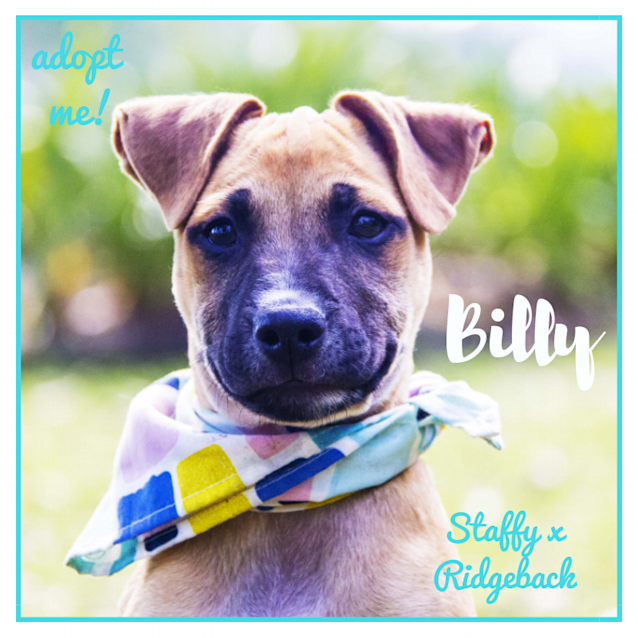 Photo of Billy ~ Staffy X Ridgeback (On Trial 6/5/2018)