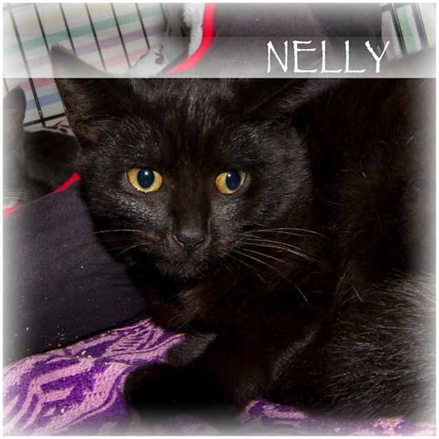 Photo of Nelly