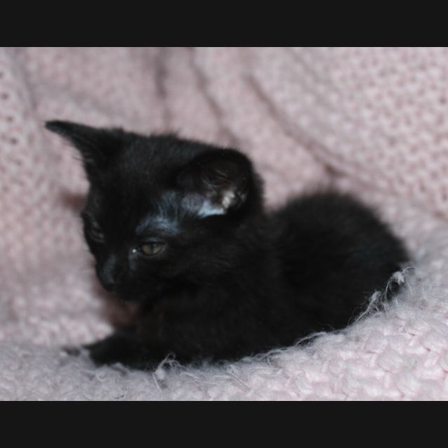 Photo of Puma
