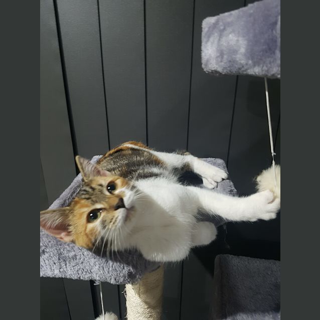 Photo of Diva 