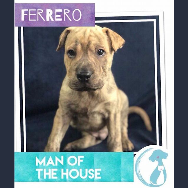 Photo of Ferrero 
