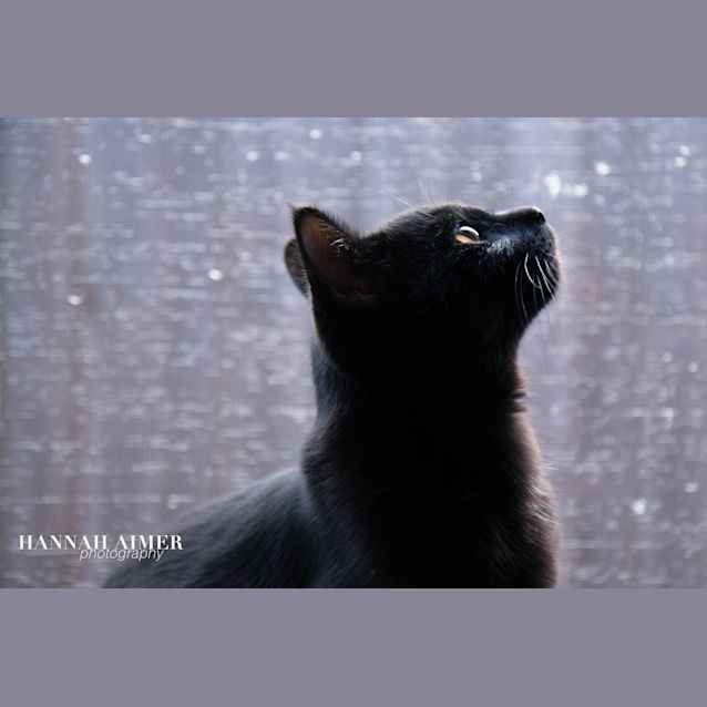Photo of Sirius Black (Dog Friendly)