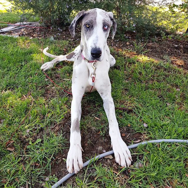 Photo of Nova