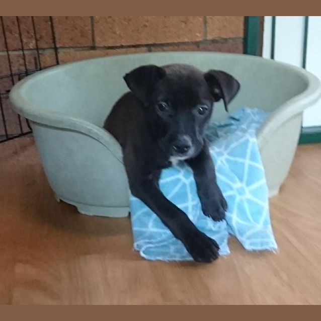 Photo of Domino 