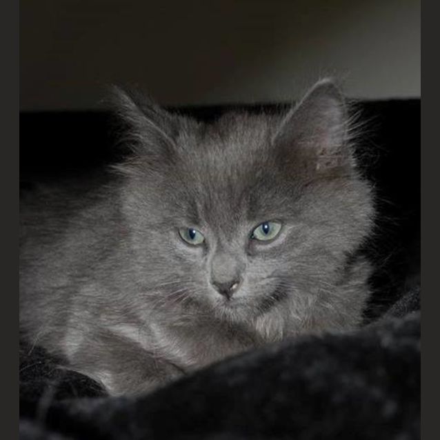 Photo of Stimpy **2nd Chance Cat Rescue**