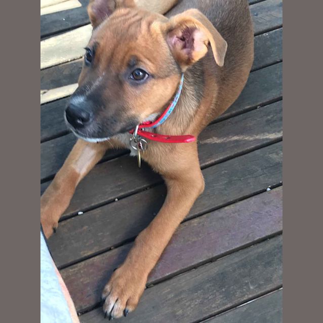 Photo of Decca ** Cat, Dog And People Friendly