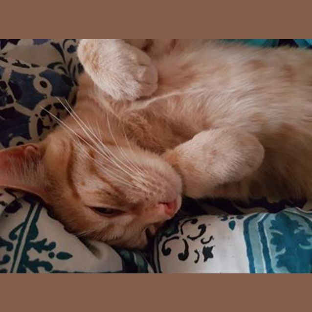 Photo of Blinky Bill