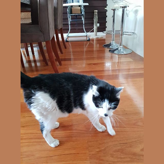 Photo of Spike The Super Sweet Kitty!