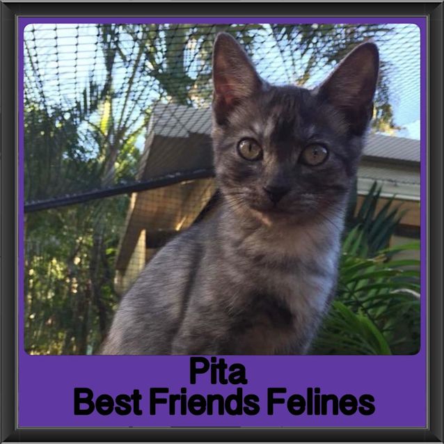 Photo of Pita