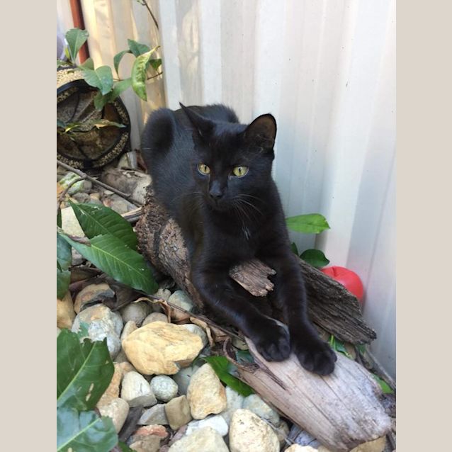 Photo of Artemis 
