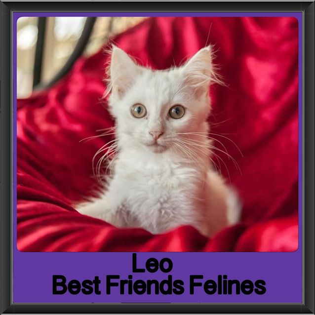 Photo of Leo