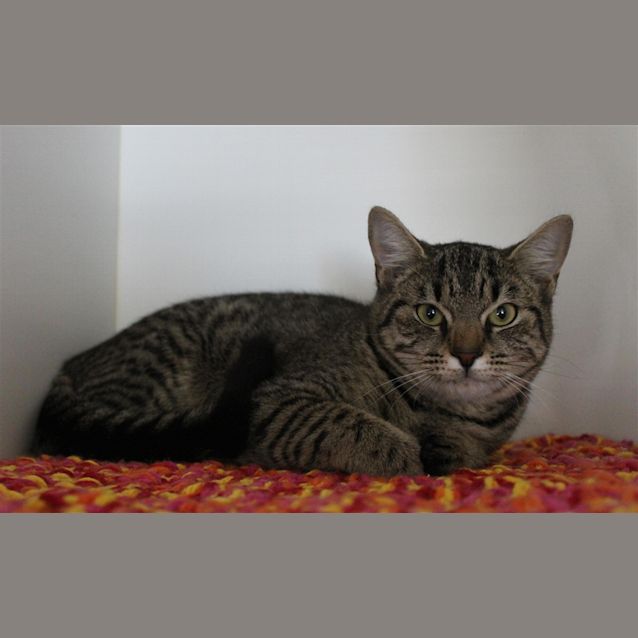 Photo of Olive