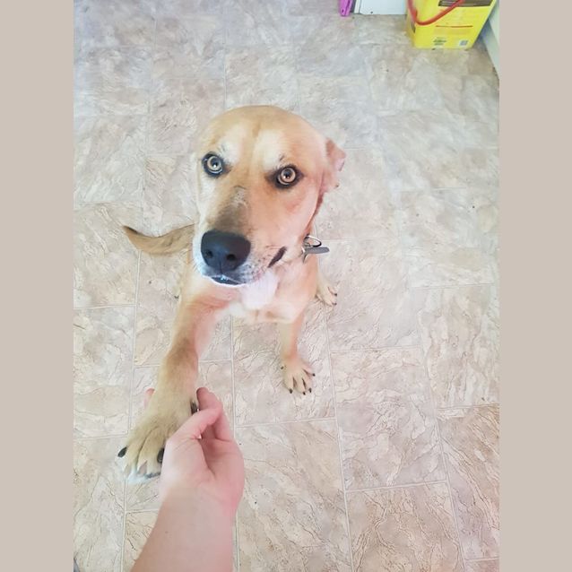 Photo of Opie