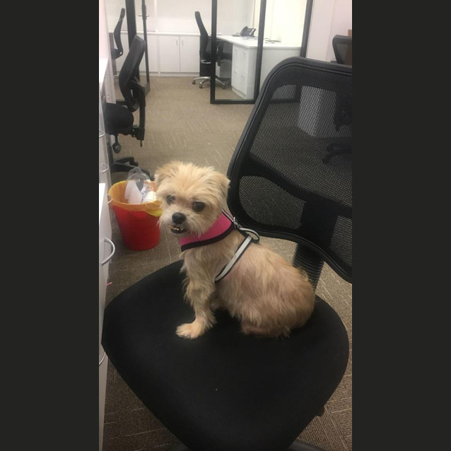Photo of Scotchie