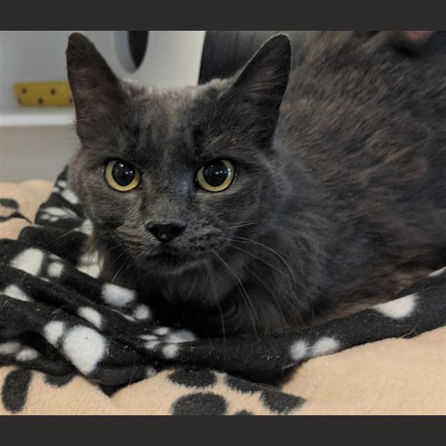 Photo of Smokey