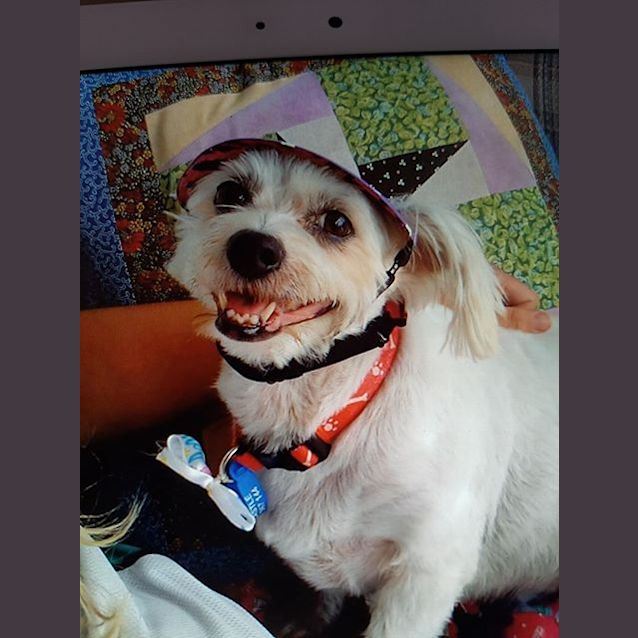 Photo of Hunni ~ Maltese X Shih Tzu, Senior (Trial 8/5/18)