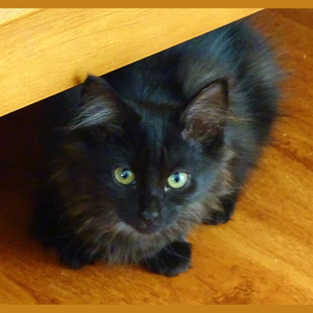 Photo of Polly E1483