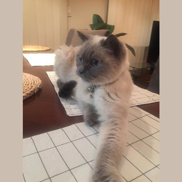 Photo of Smudge