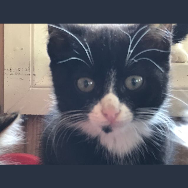 Photo of Agent Kitty