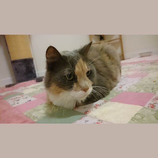 Photo of Smokey