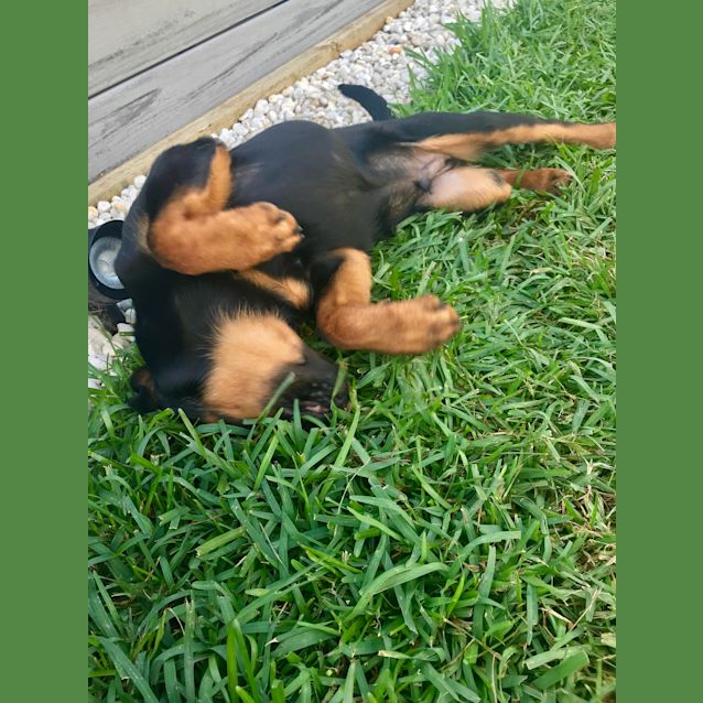 Photo of Benny ** A Pure Breed Rottweiler Pup **