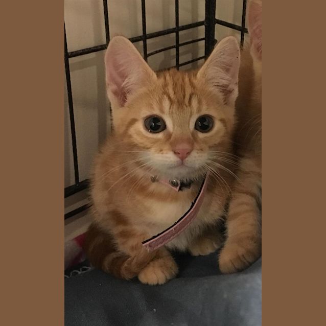 Photo of Stormy(now Jupiter)