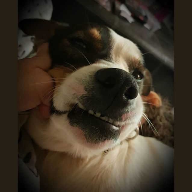Photo of "Chops"