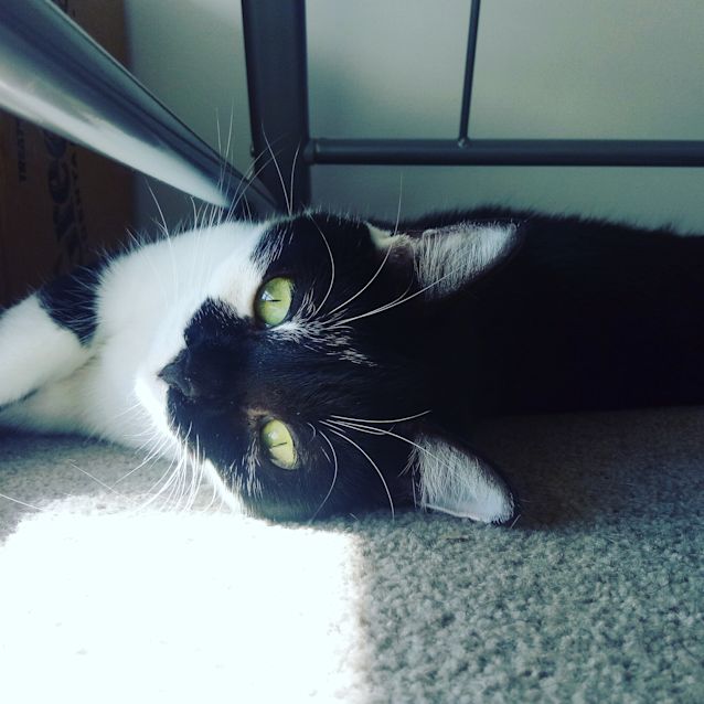 Photo of Tiffa Aka. Mumma Cat