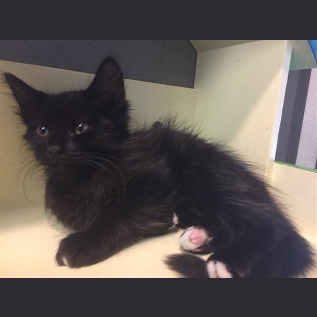 Photo of Merlin