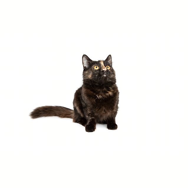 Photo of Tulip