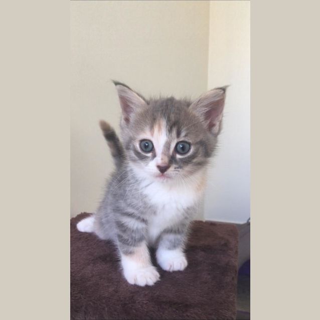 Photo of Poppy 