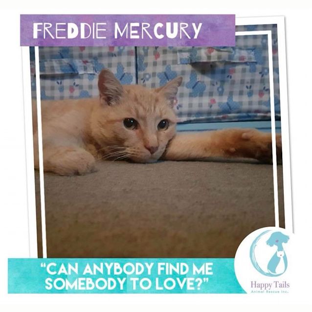 Photo of Freddie Mercury 