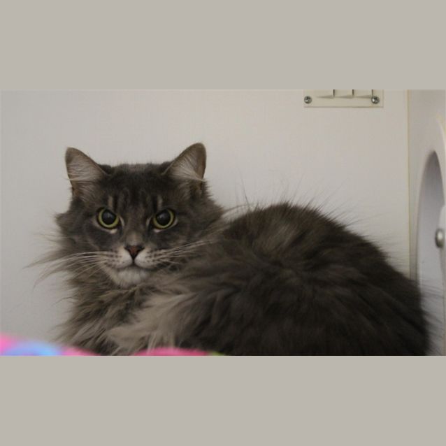 Photo of Angel