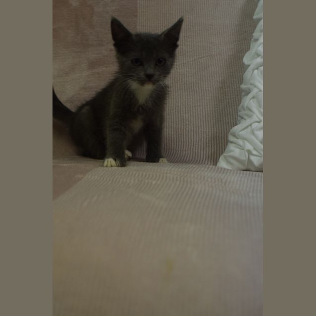 Photo of Rocky